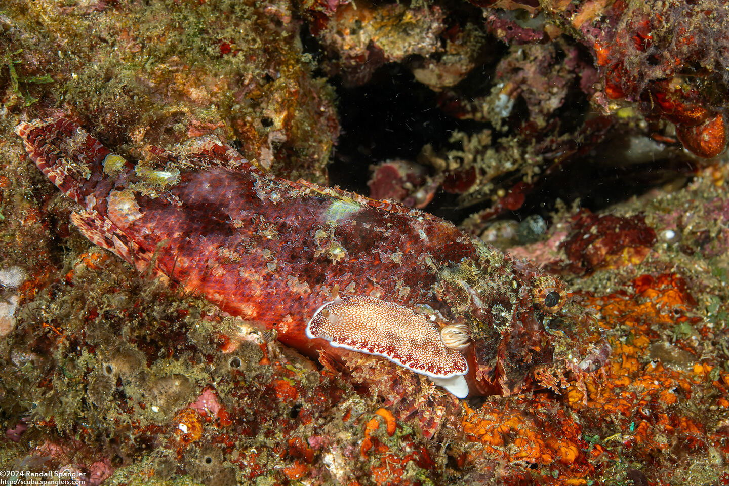 Chromodoris reticulata (Reticulated Chromodoris); Nudibranch crawling on hiding scorpionfish