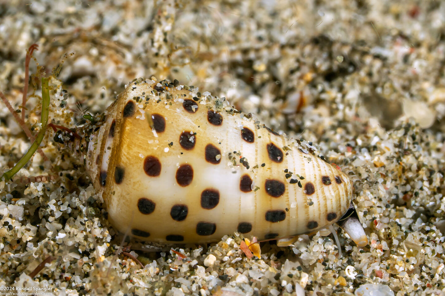 Conus pulicarius (Flea Cone)
