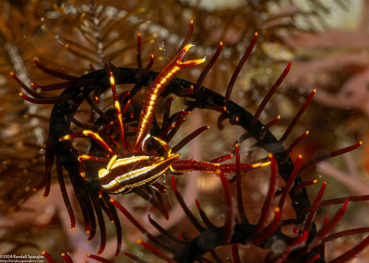 Allogalathea elegans (Elegant Crinoid Squat Lobster)
