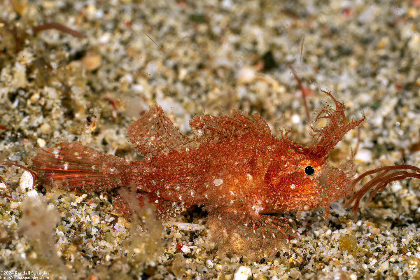 Pteroidichthys amboinensis (Ambon Scorpionfish)