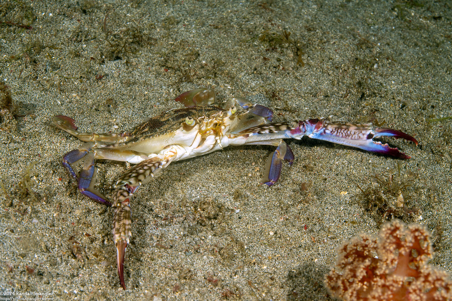 Portunus pelagicus (Blue Swimming Crab)