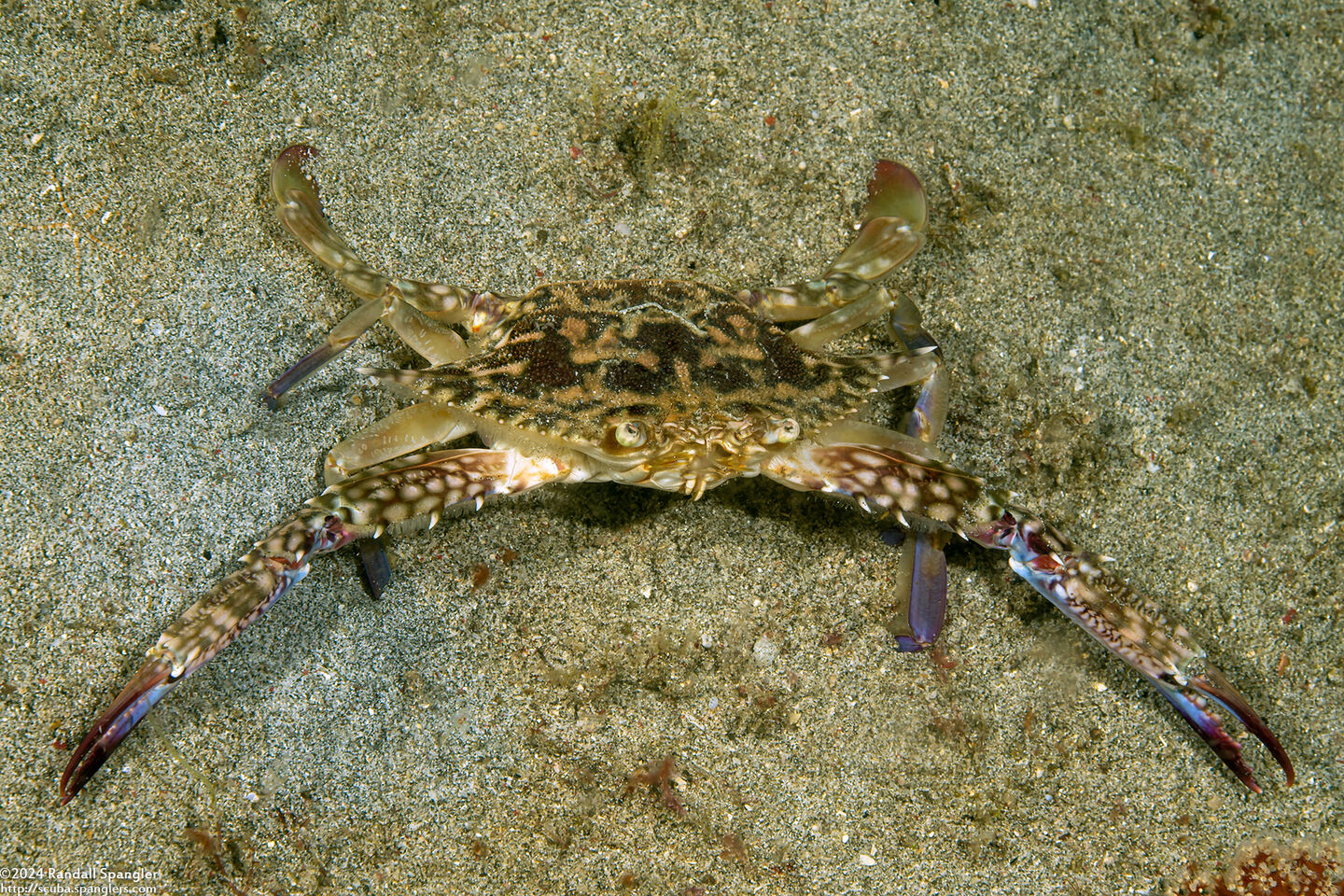 Portunus pelagicus (Blue Swimming Crab)
