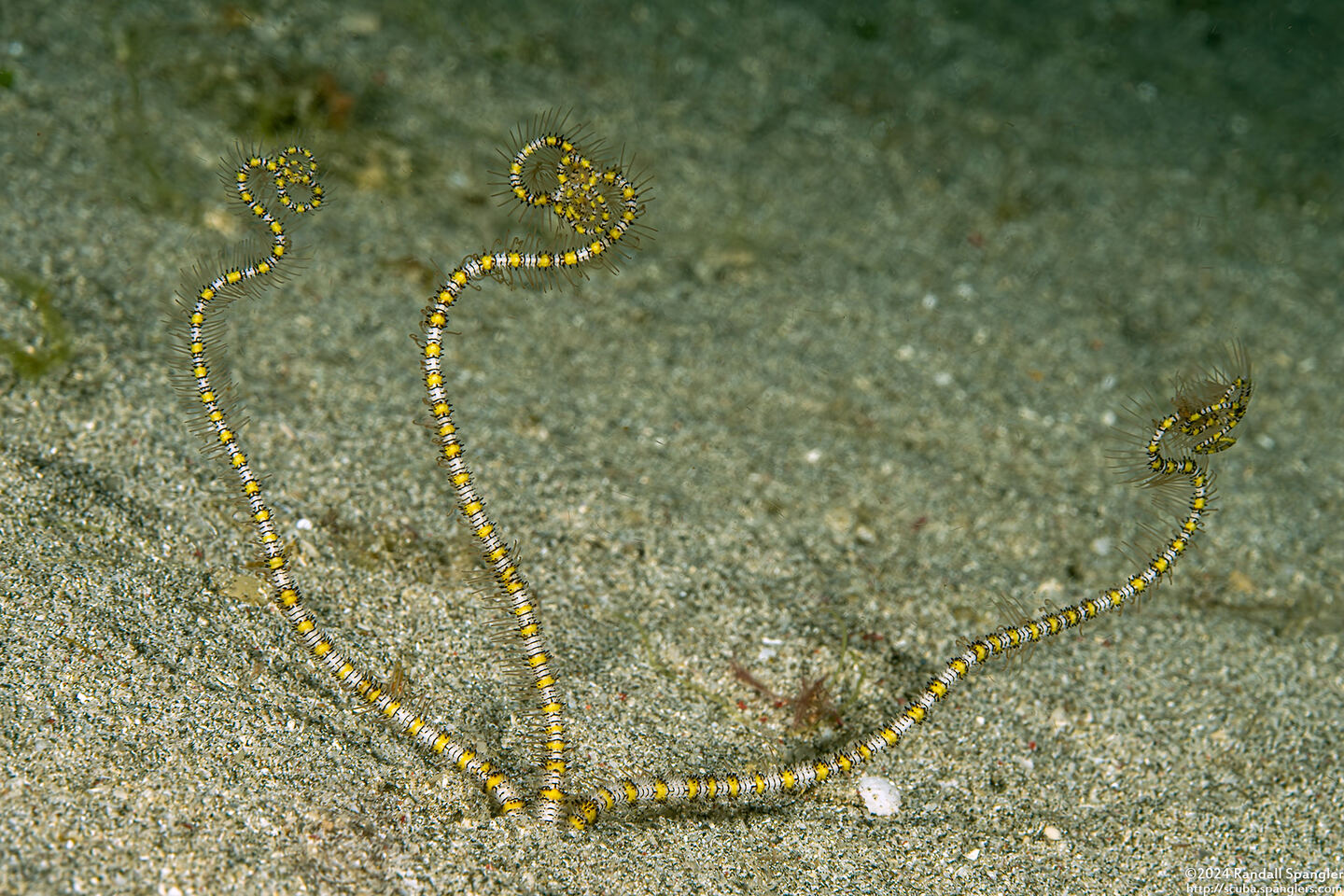 Ophiopsila polyacantha (Underground Brittle Star)