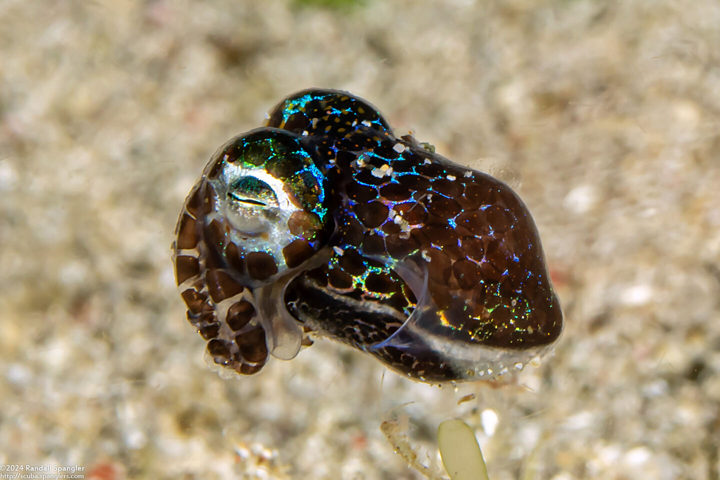 Euprymna berryi (Berry's Bobtail Squid)