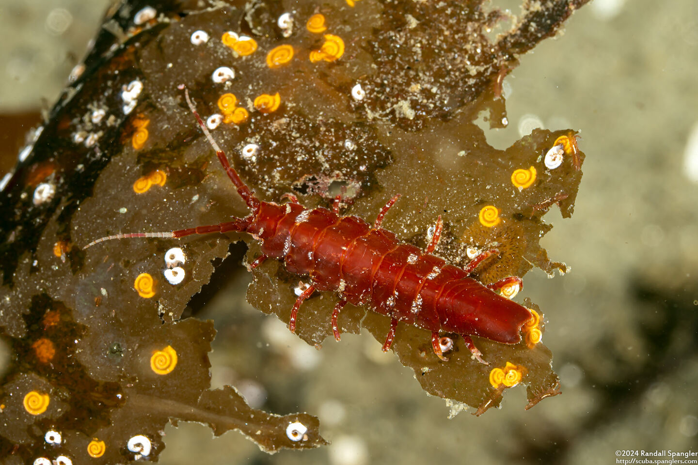 Idotea rufescens (Red Kelp Isopod)