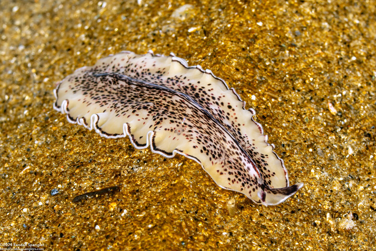 Pseudoceros montereyensis (Monterey Flatworm)