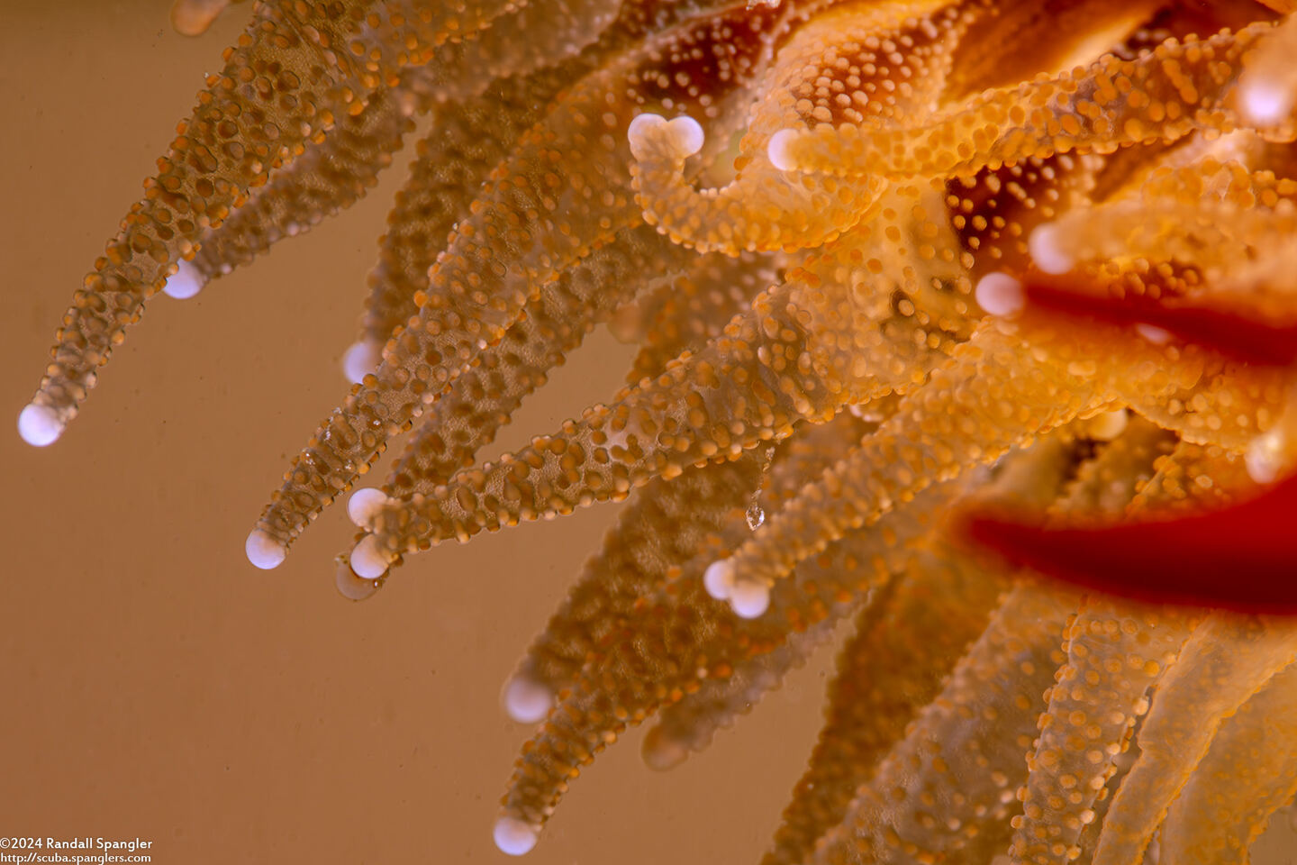 Paracyathus stearnsii (Brown Cup Coral); Some tentacles are forked