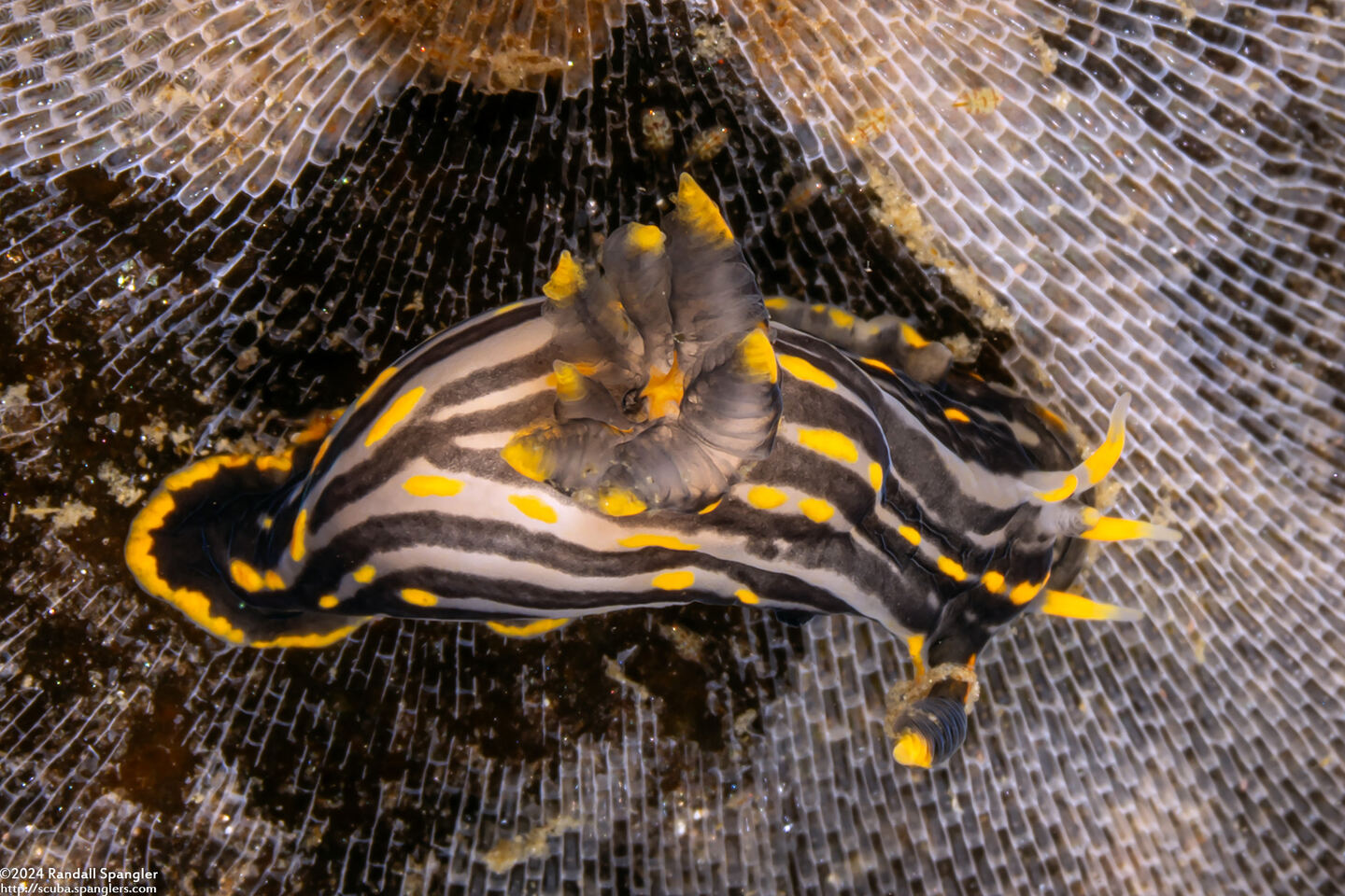 Polycera atra (Black Dorid)