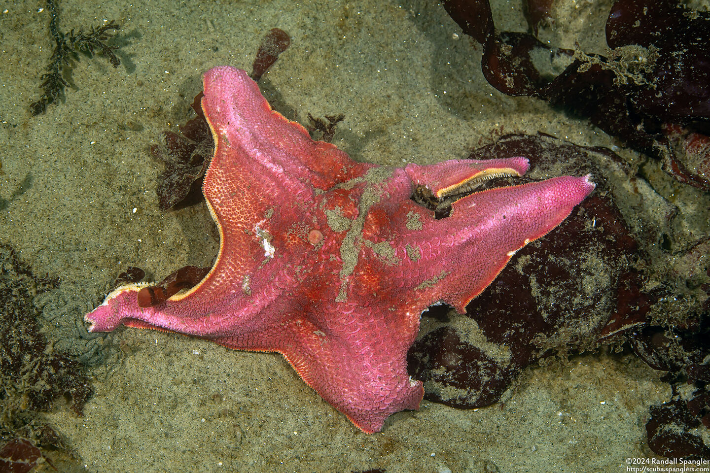 Patiria miniata (Bat Star); Dying star