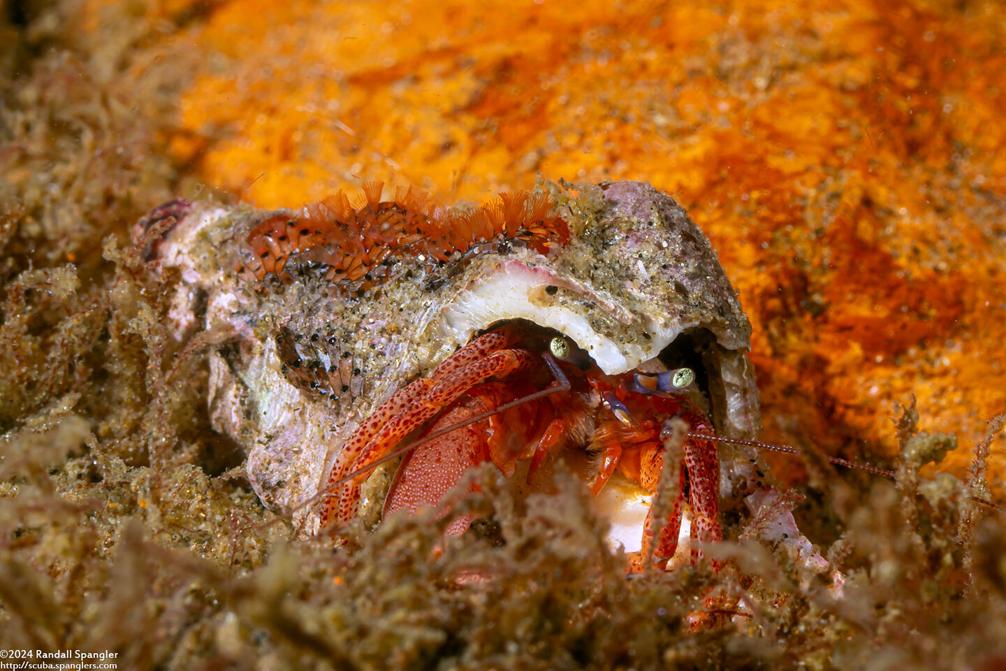 Pagurus hemphilli (Maroon Hermit Crab)