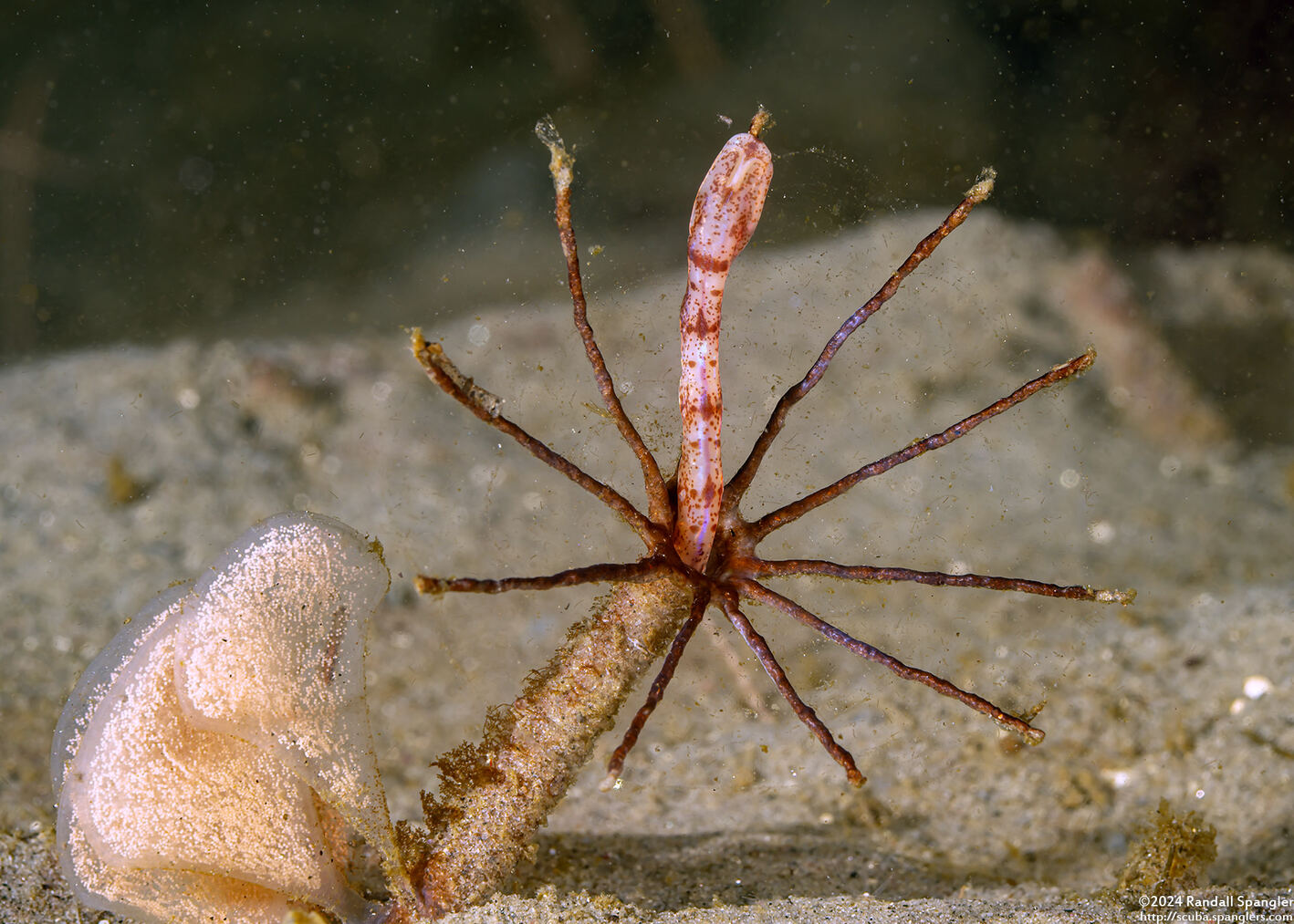 Praxillura maculata (Windmill Worm)