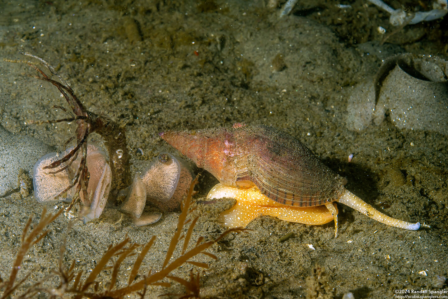 Megasurcula carpenteriana (Carpenter's Turrid)