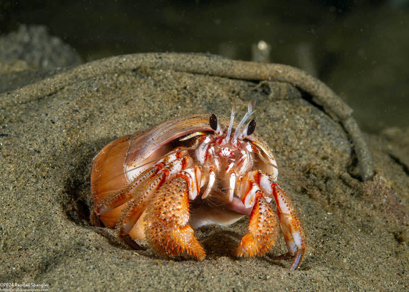 Pagurus armatus (Blackeyed Hermit Crab)