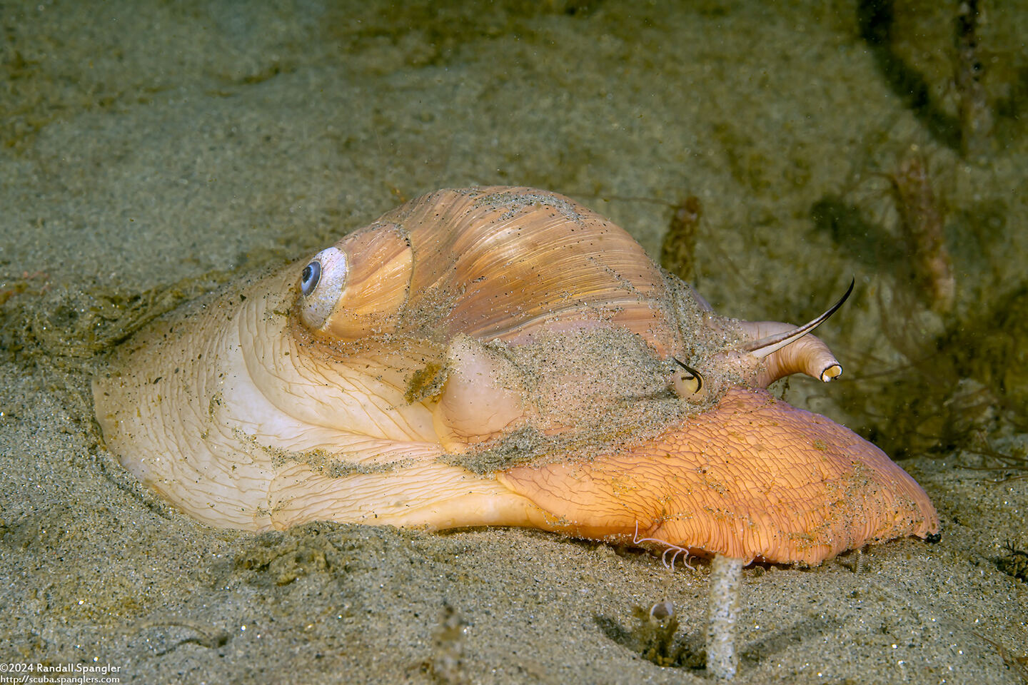 Neverita lewisii (Lewis's Moon Snail)