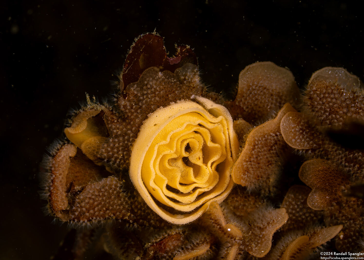 Geitodoris heathi (Heath's Dorid)