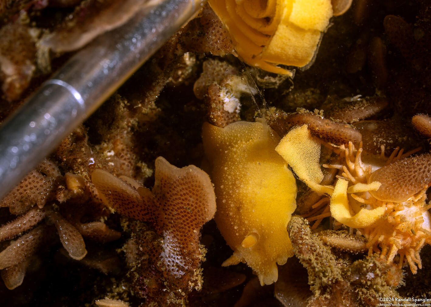 Geitodoris heathi (Heath's Dorid)