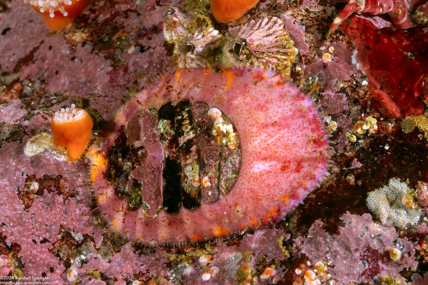 Placiphorella velata (Veiled Chiton)