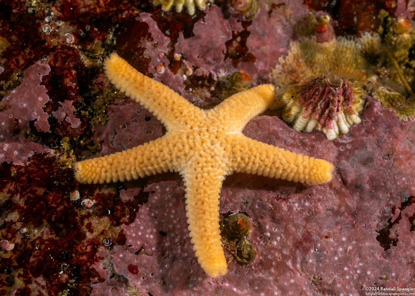 Henricia leviuscula (Blood Star)