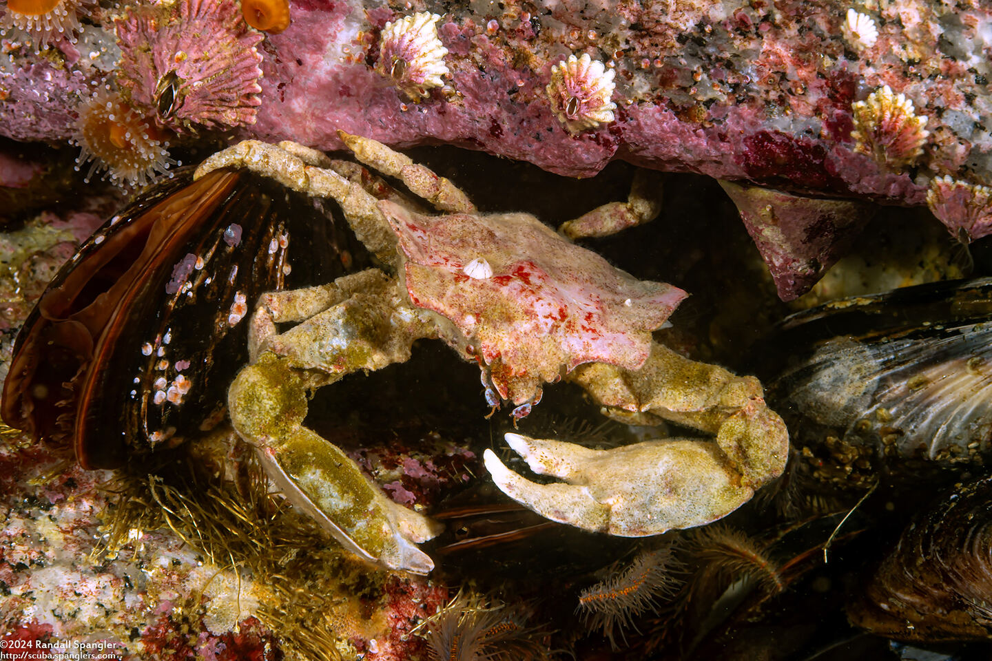 Pugettia foliata (Foliate Kelp Crab)