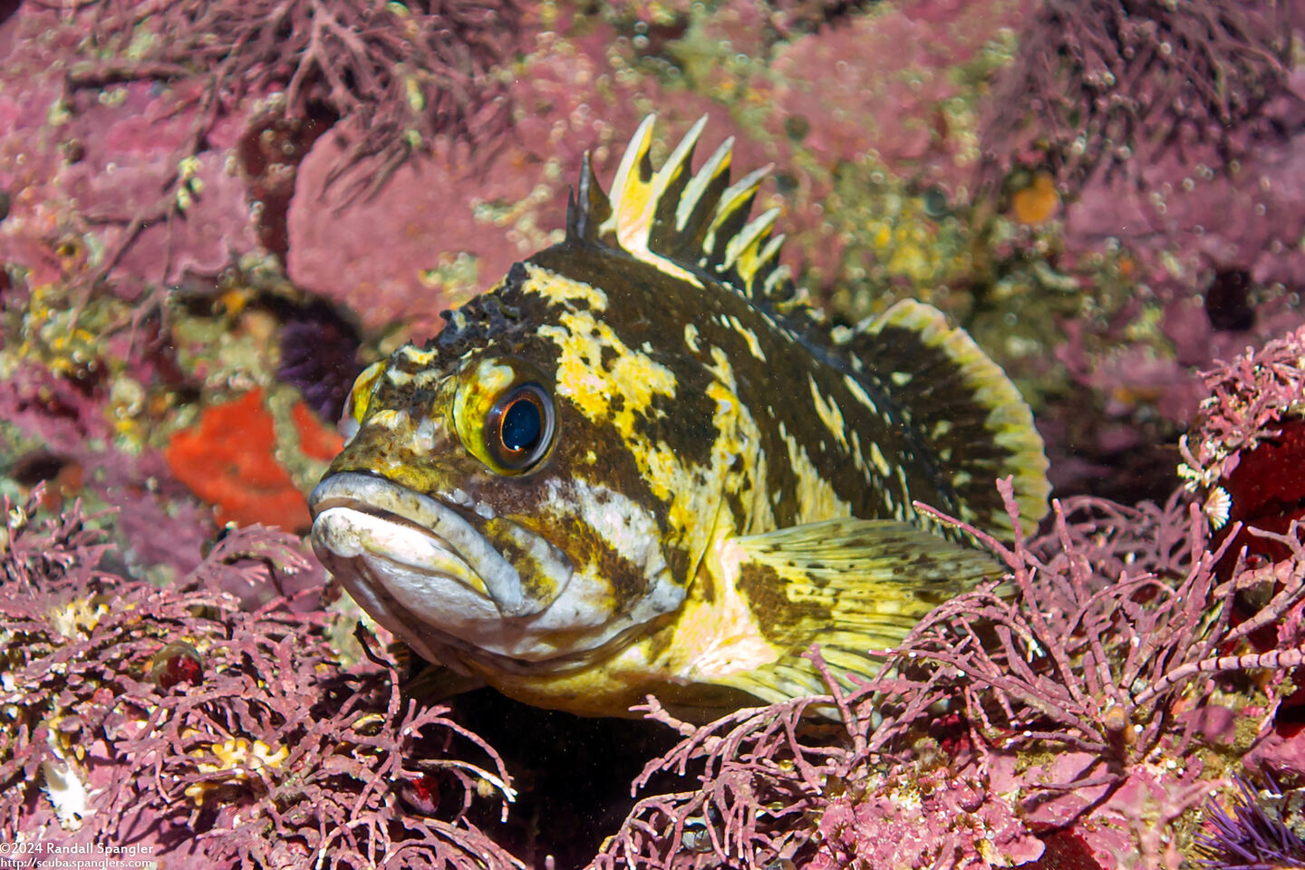 Sebastes chrysomelas (Black-and-Yellow Rockfish)