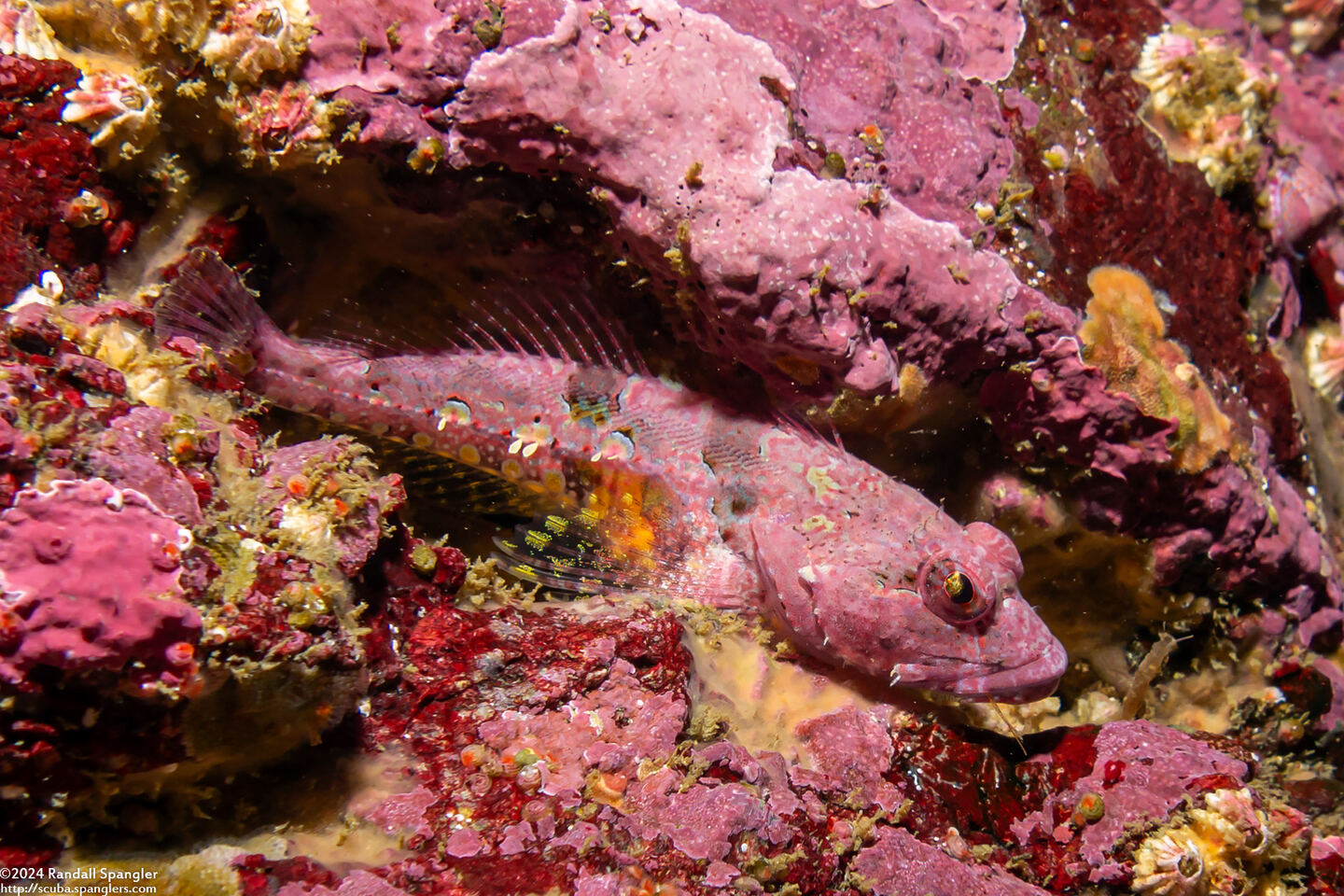 Artedius corallinus (Coralline Sculpin)