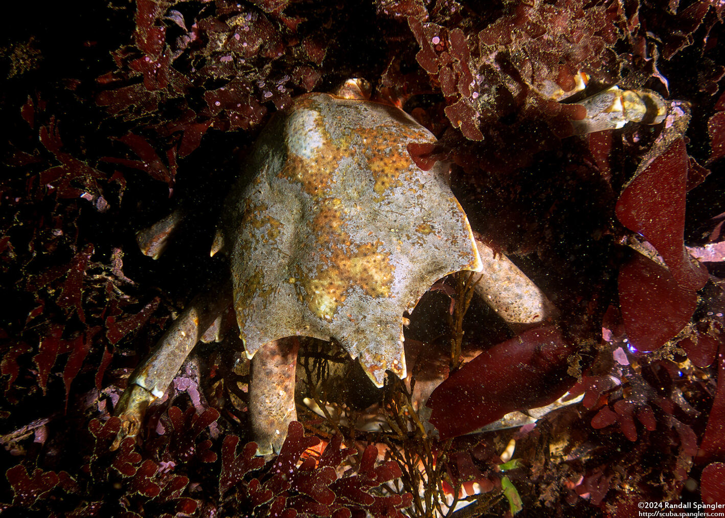 Pugettia producta (Northern Kelp Crab)