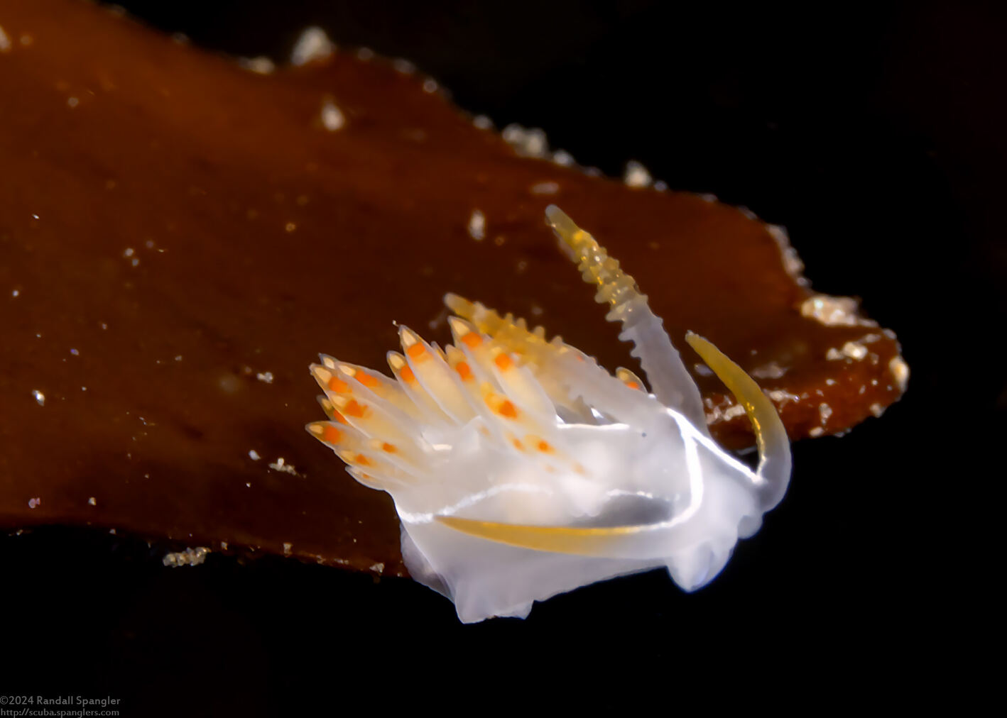 Coryphella trilineata (Three-Lined Aeolid); Very tiny one