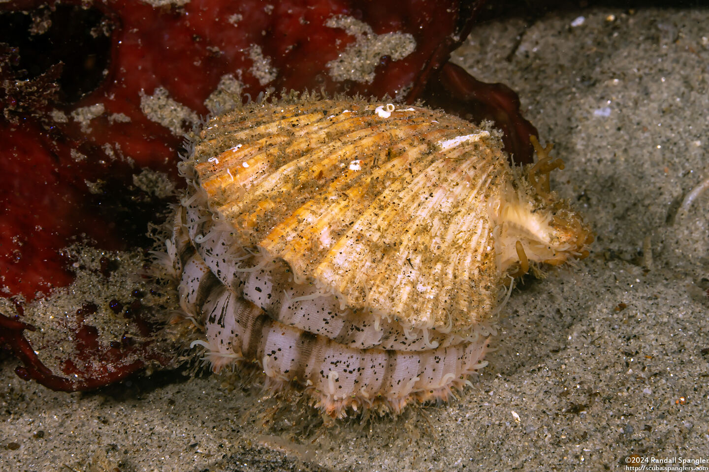 Chlamys hastata (Spiny Scallop)