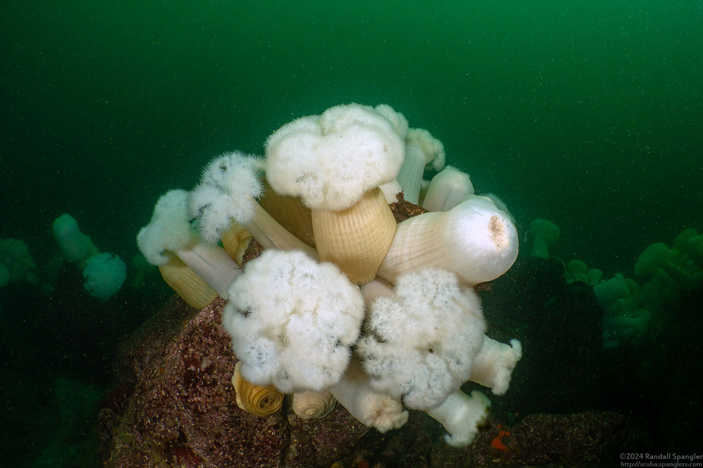 Metridium farcimen (White-Plumed Anemone)