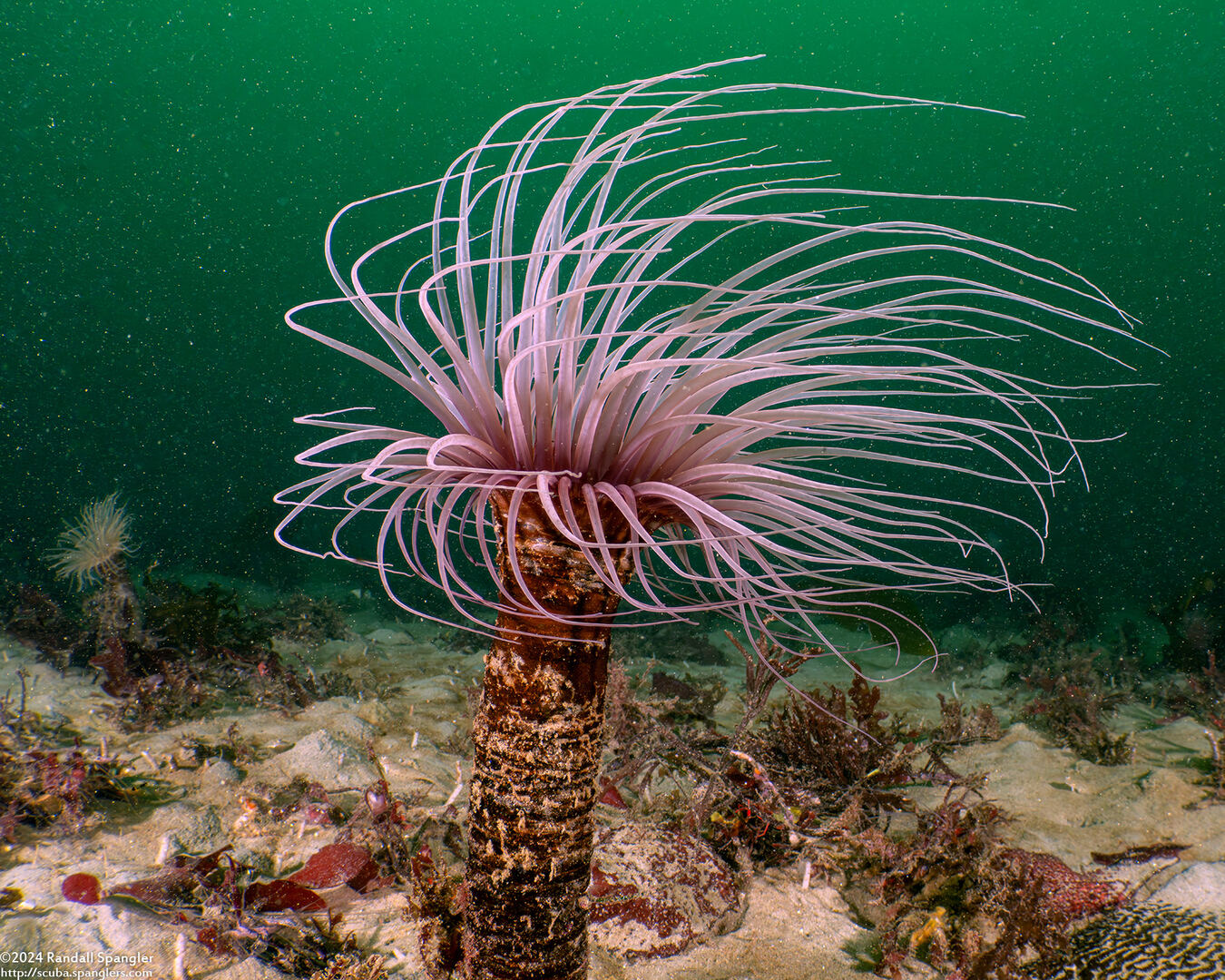 Pachycerianthus fimbriatus (Tube-Dwelling Anemone)