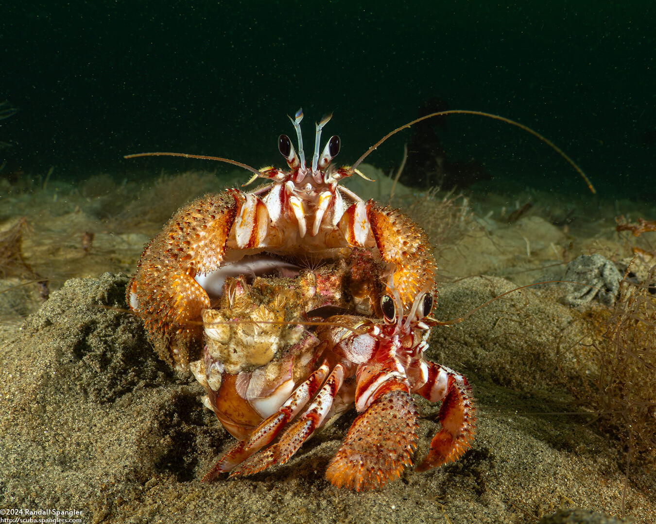 Pagurus armatus (Blackeyed Hermit Crab)