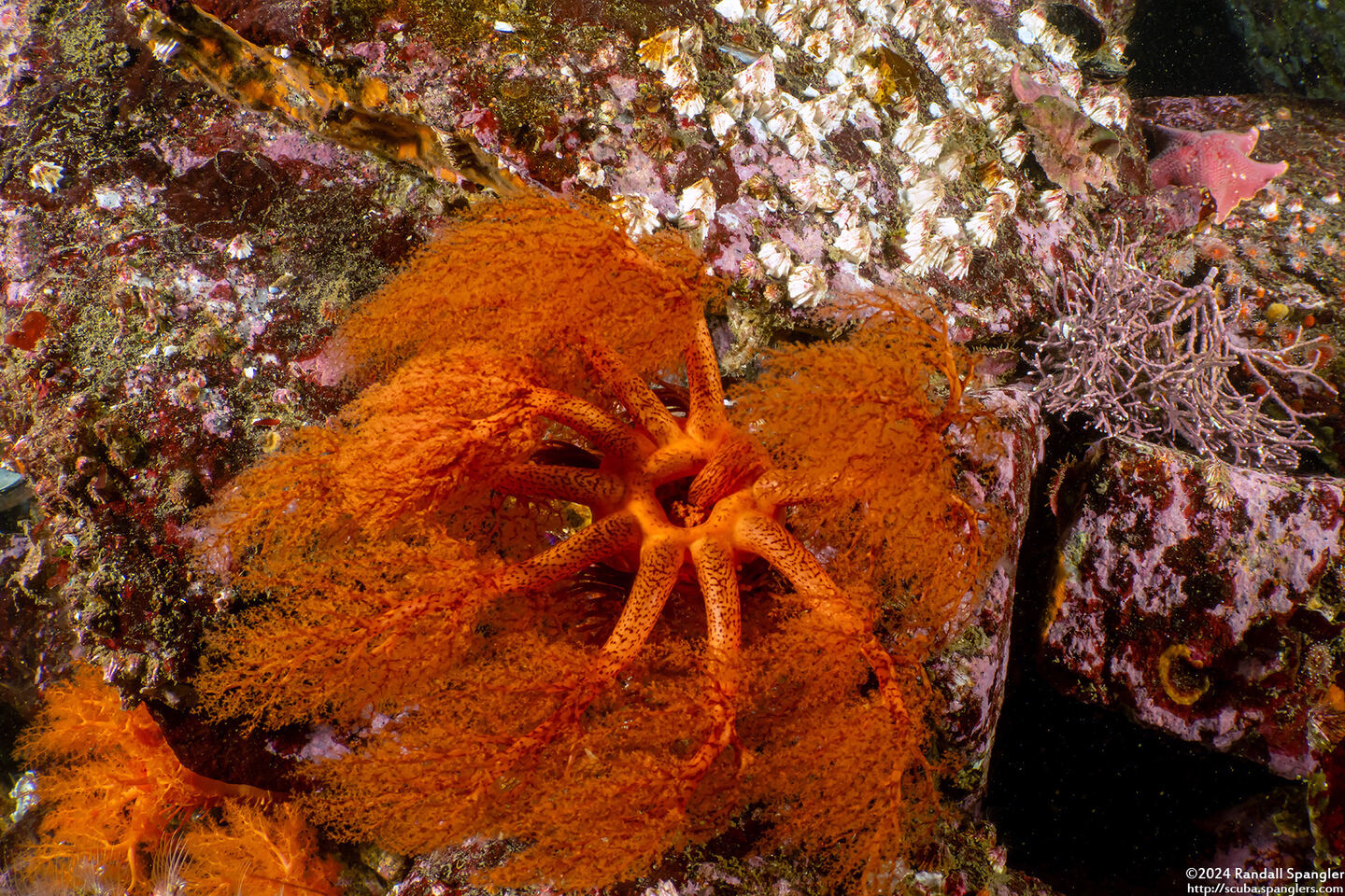 Cucumaria miniata (Orange Sea Cucumber)