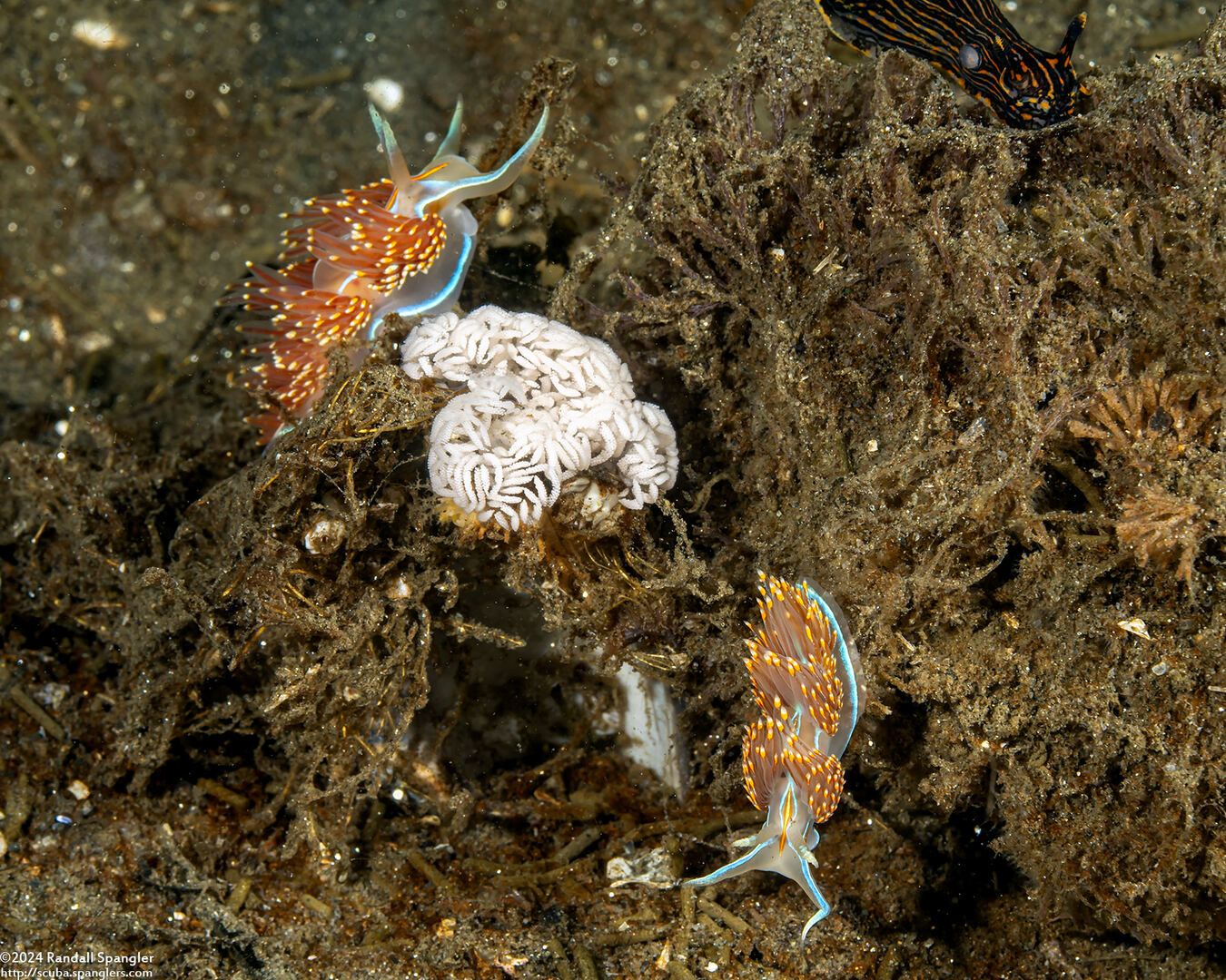 Hermissenda opalescens (Opalescent Nudibranch); With eggs