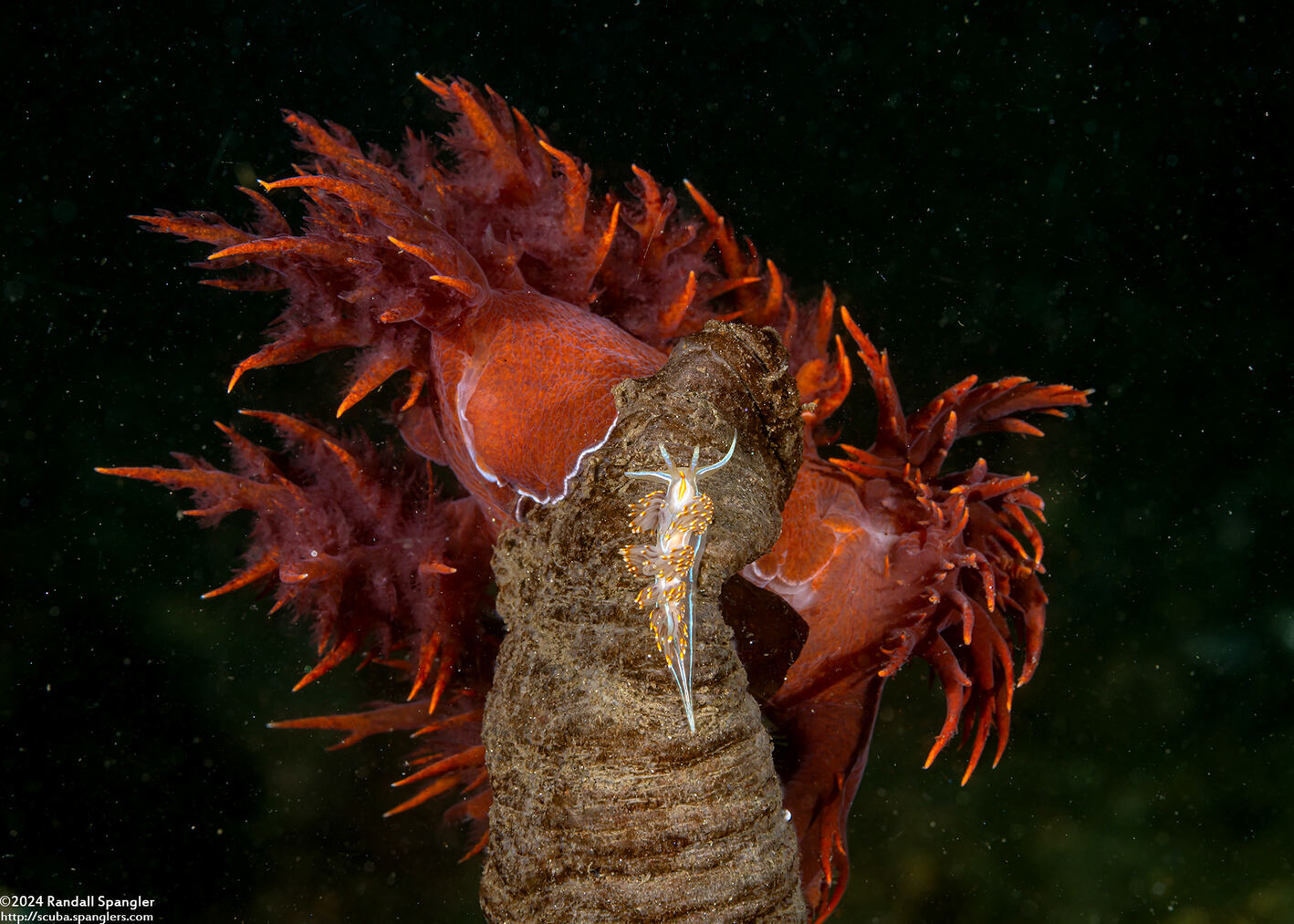 Dendronotus iris (Rainbow Dendronotus)