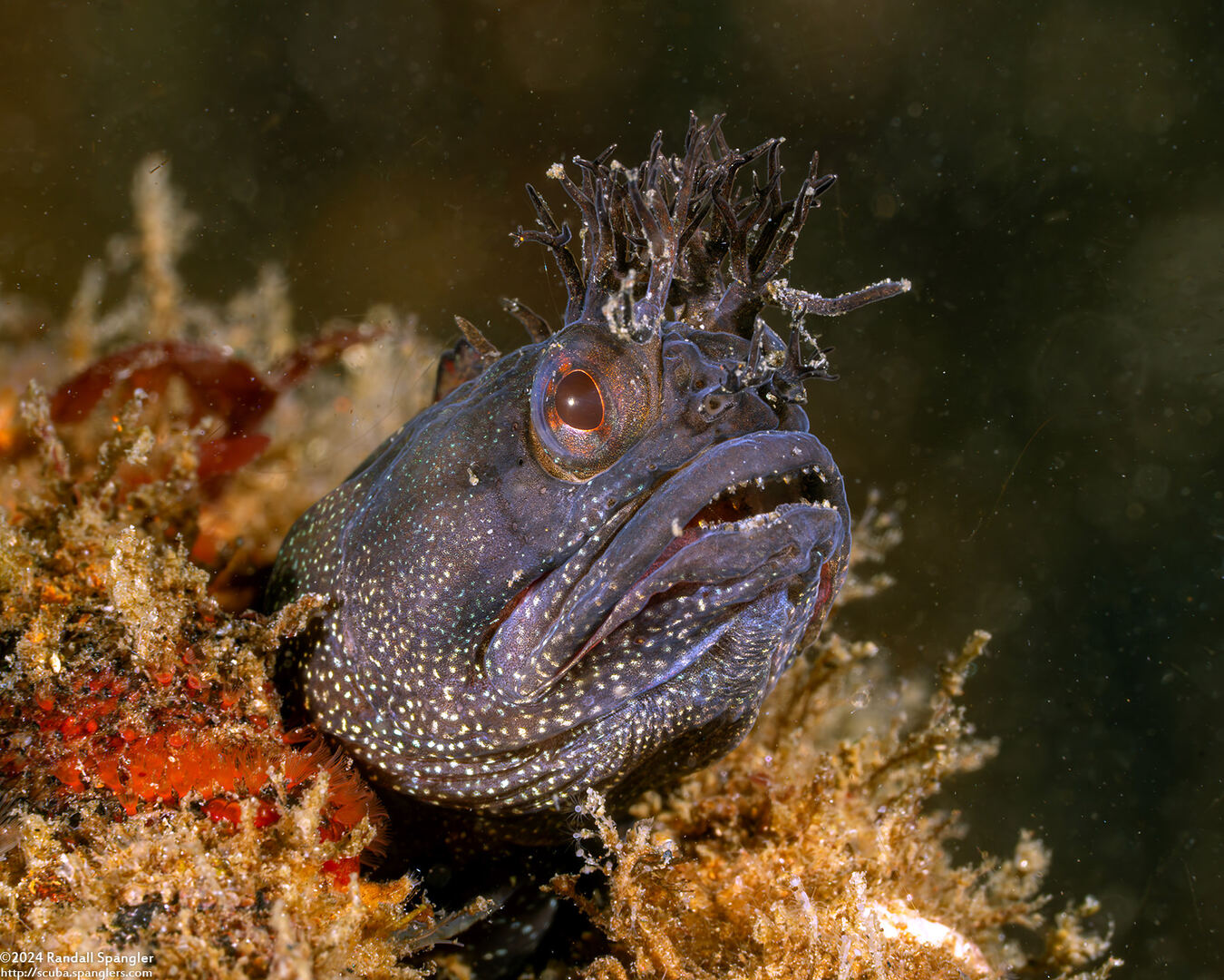 Neoclinus stephensae (Yellowfin Fringehead)