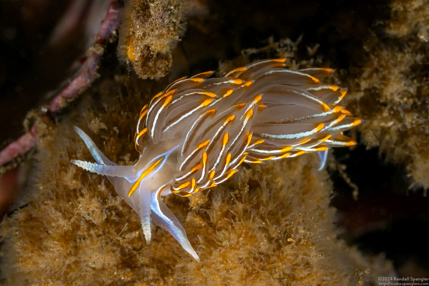 Hermissenda crassicornis (Hermissenda Crassicornis)