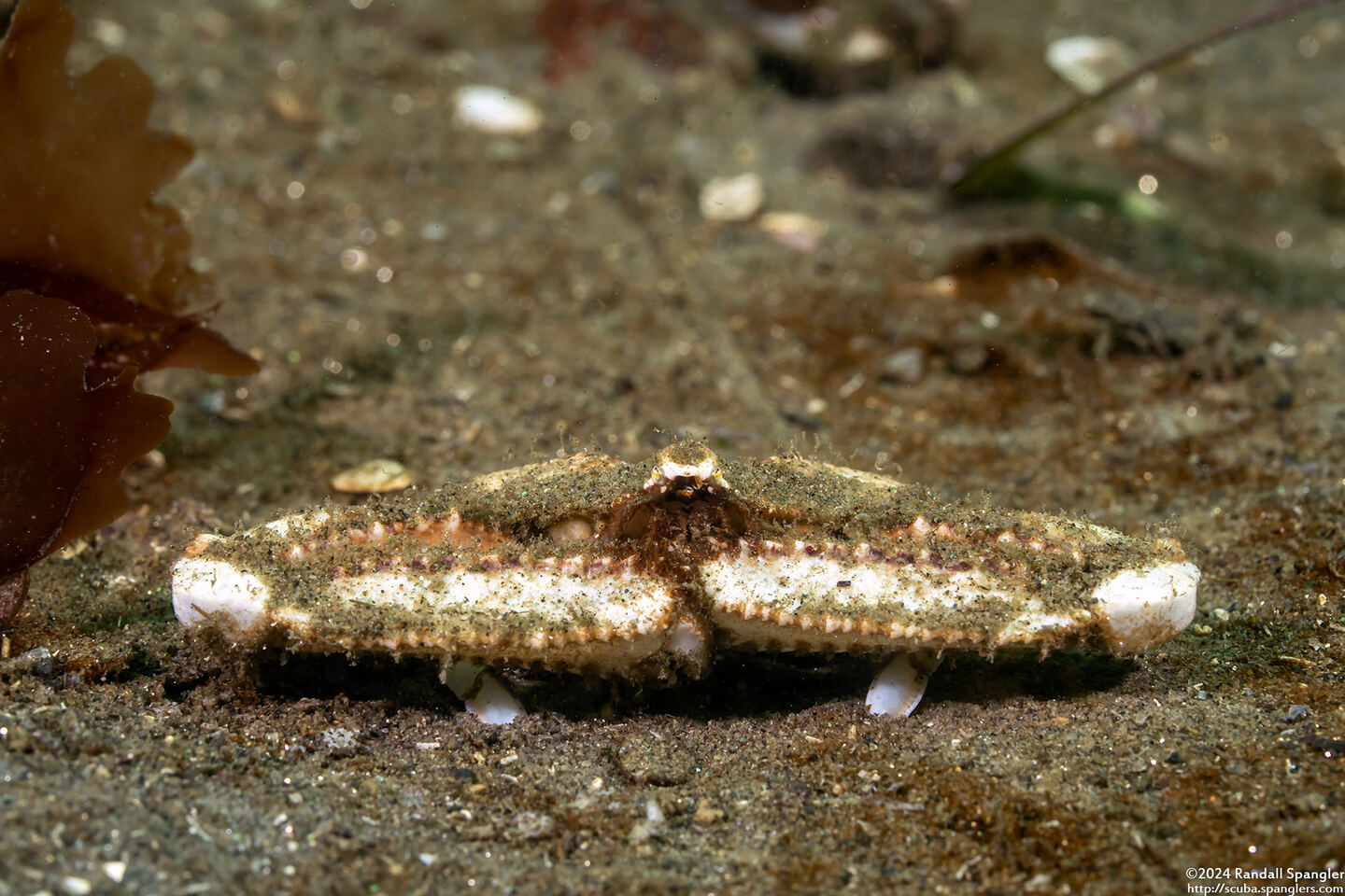 Latulambrus occidentalis (Sandflat Elbow Crab)