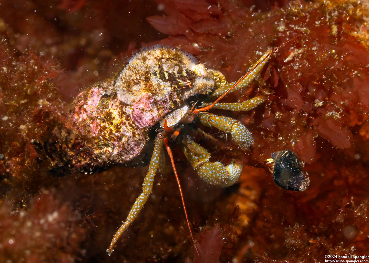 Pagurus granosimanus (Grainyhand Hermit Crab)