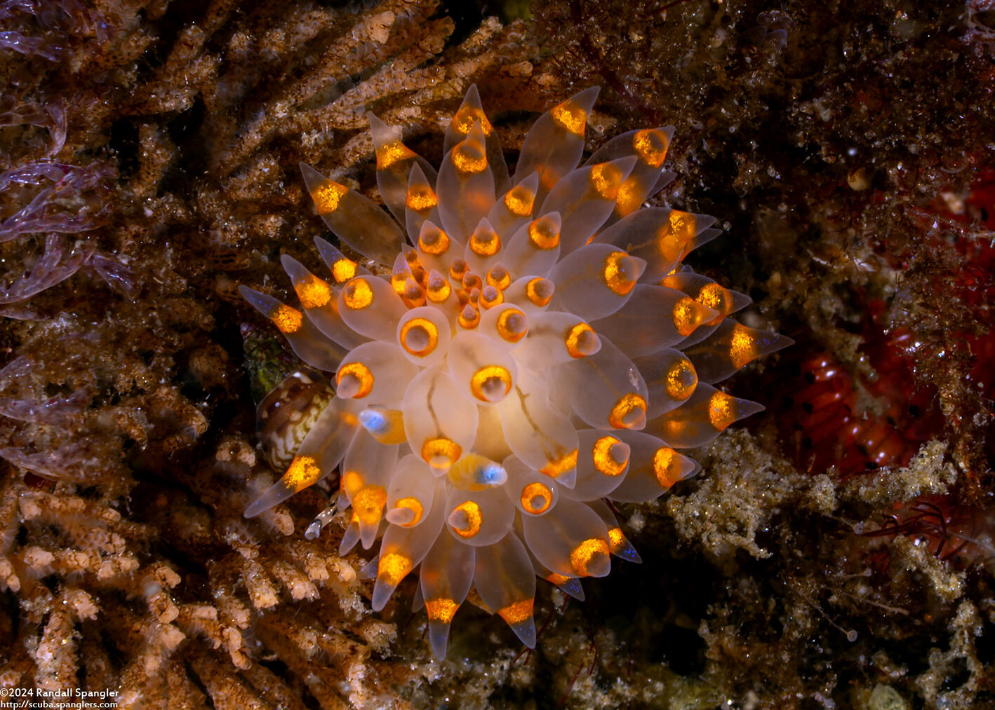 Antiopella barbarensis (Santa Barbara Janolus)