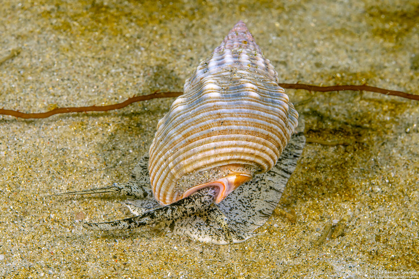 Nassarius fossatus (Giant Western Nassa)