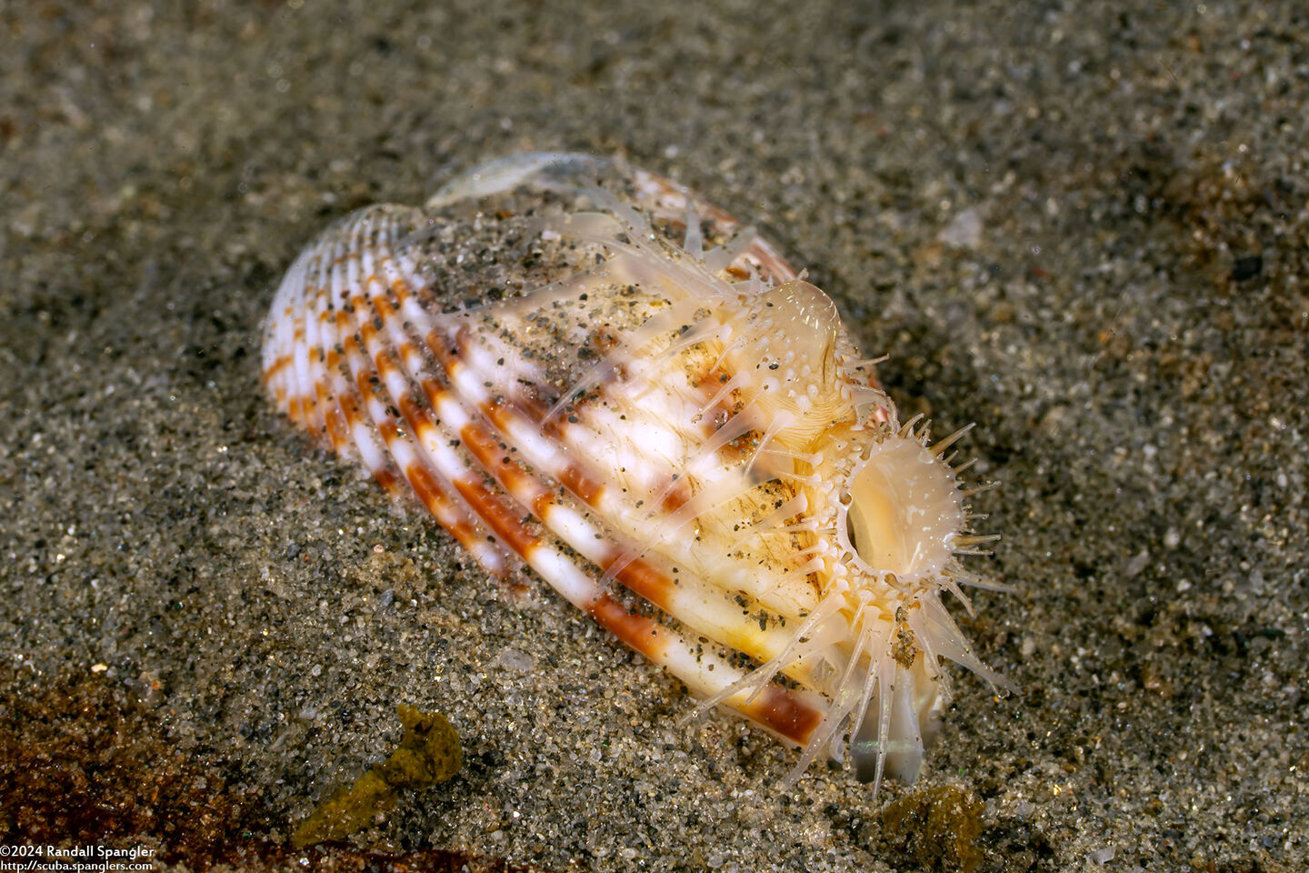 Clinocardium nuttallii (Heart Cockle)