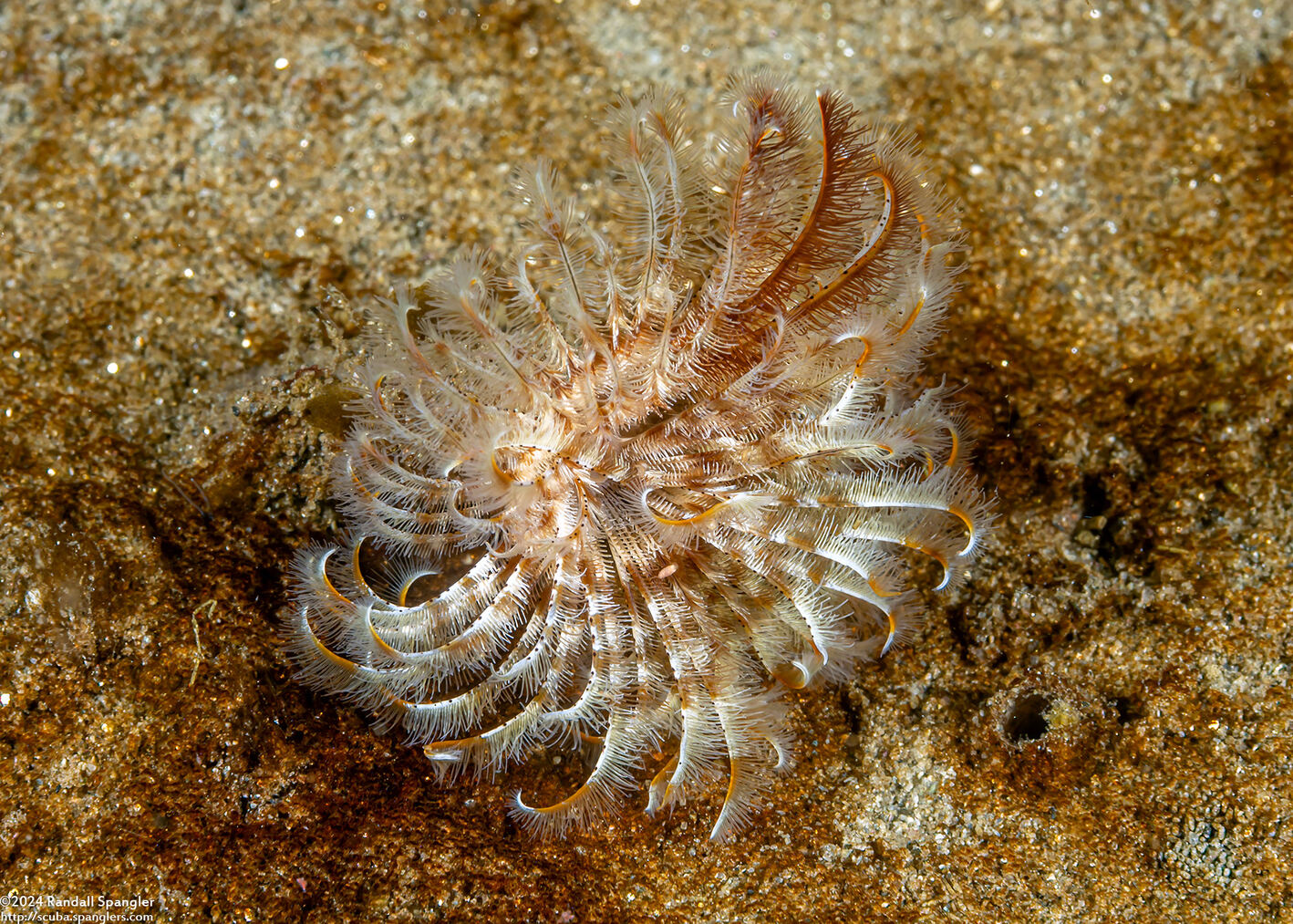 Sabellidae sp.6 (Banded Feather Duster Worm)