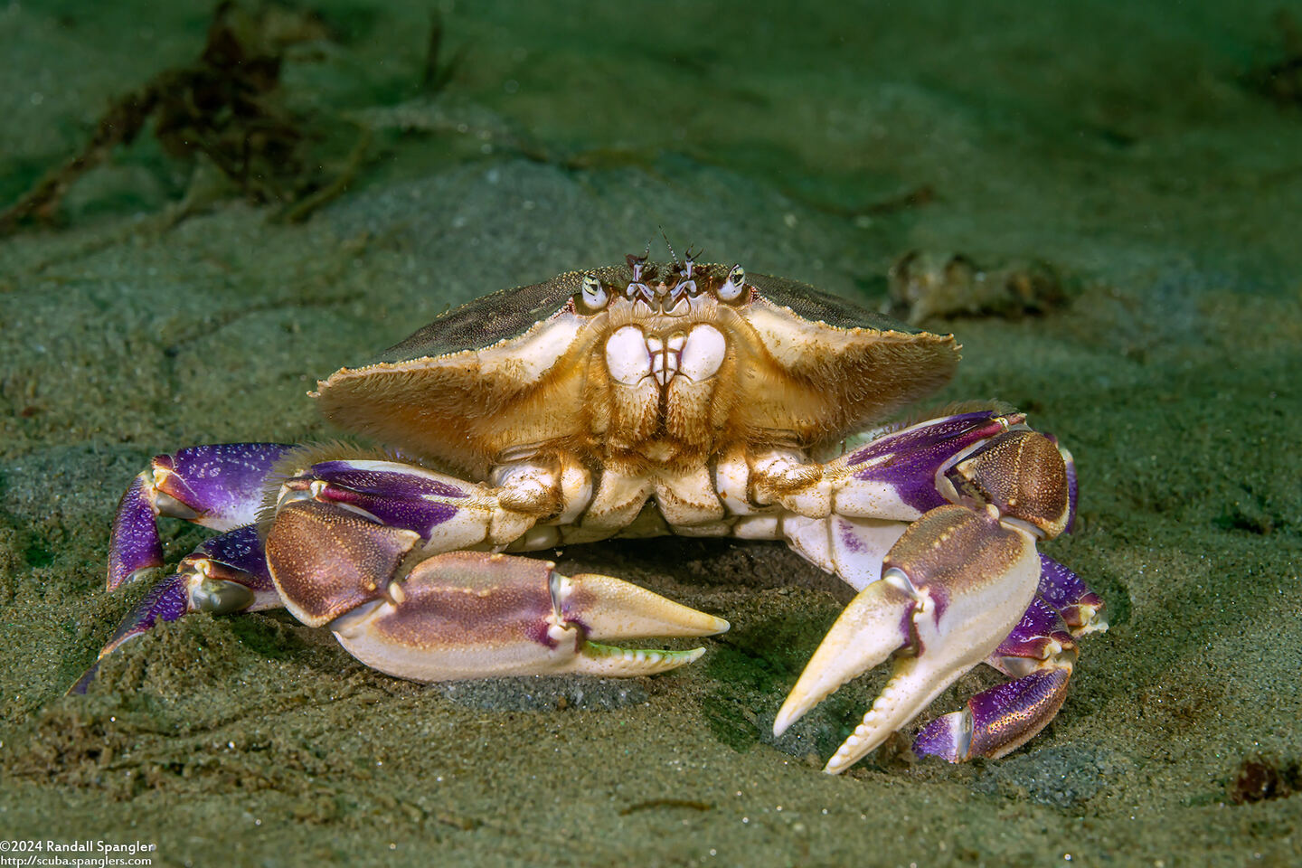 Metacarcinus gracilis (Graceful Crab)