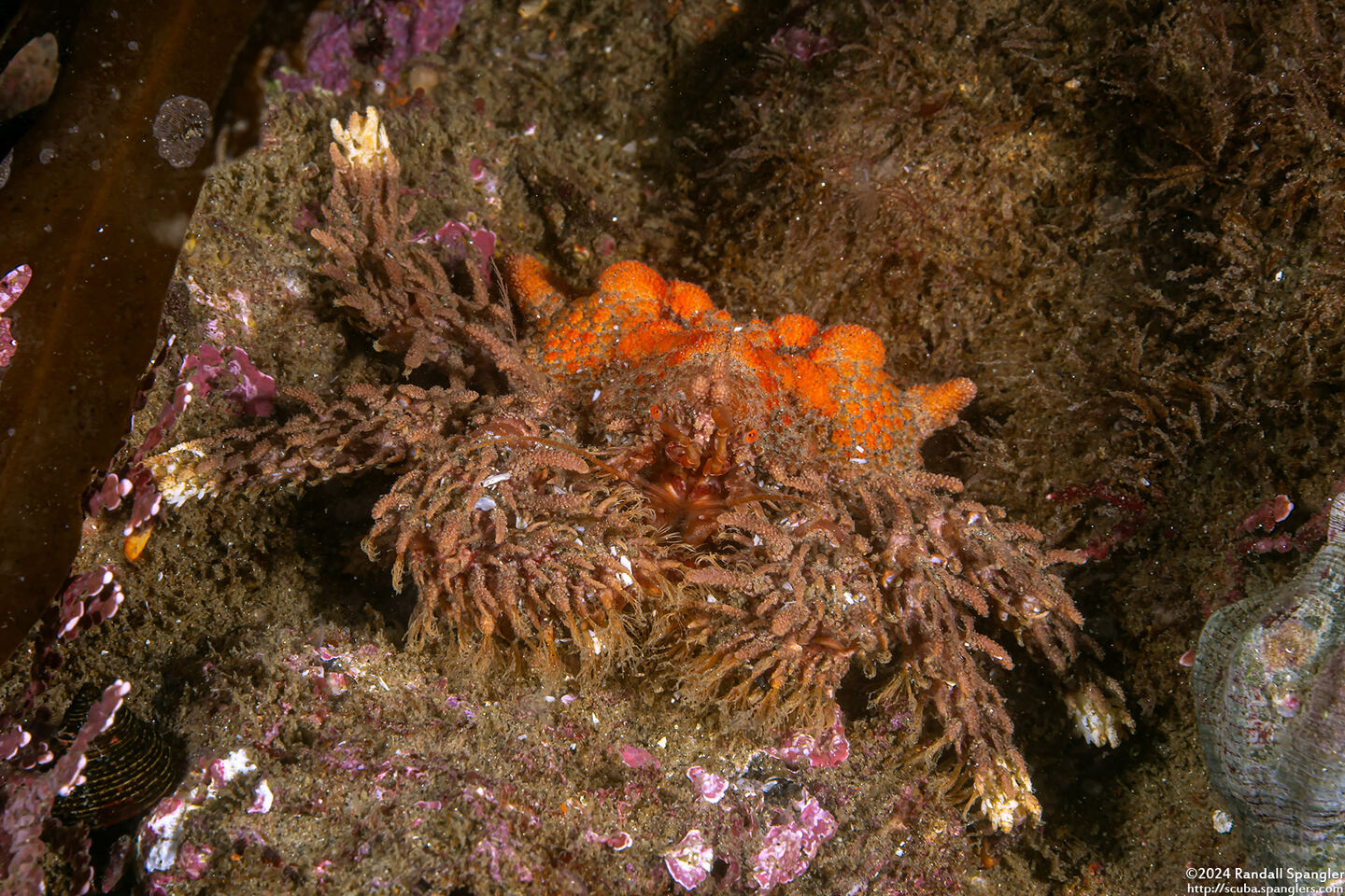 Phyllolithodes papillosus (Heart Crab)