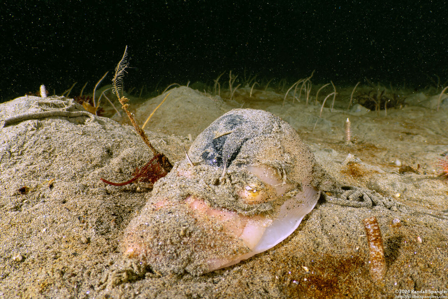 Neverita lewisii (Lewis's Moon Snail)