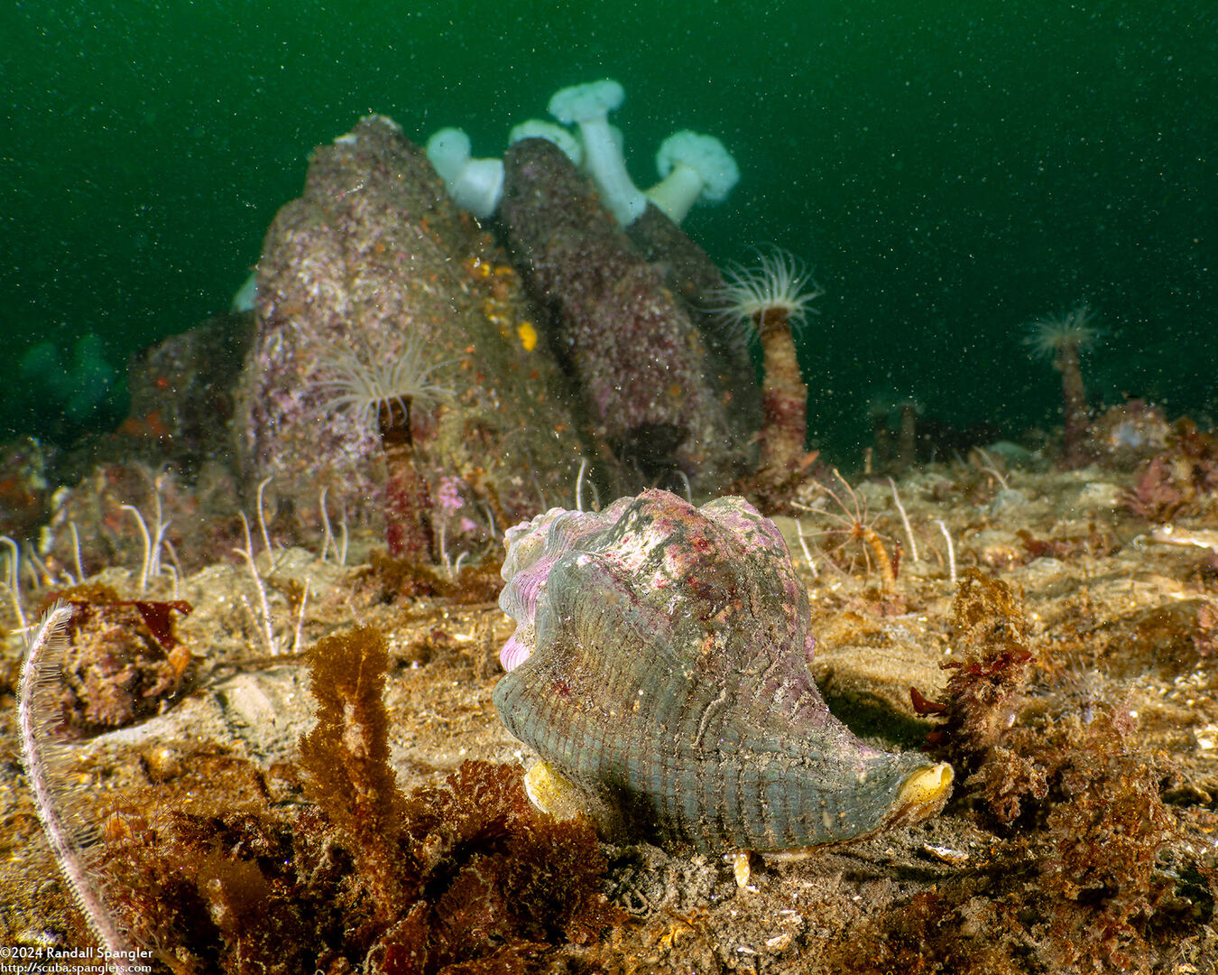 Kelletia kelletii (Kellet's Whelk)