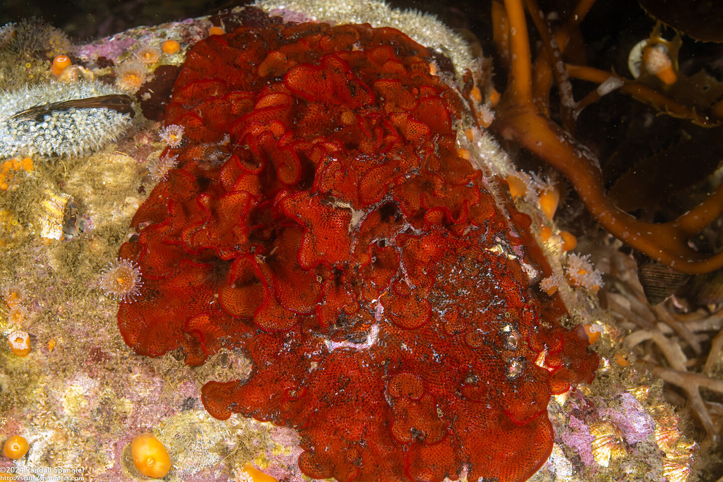 Watersipora subtorquata (Red-Rust Bryozoan)