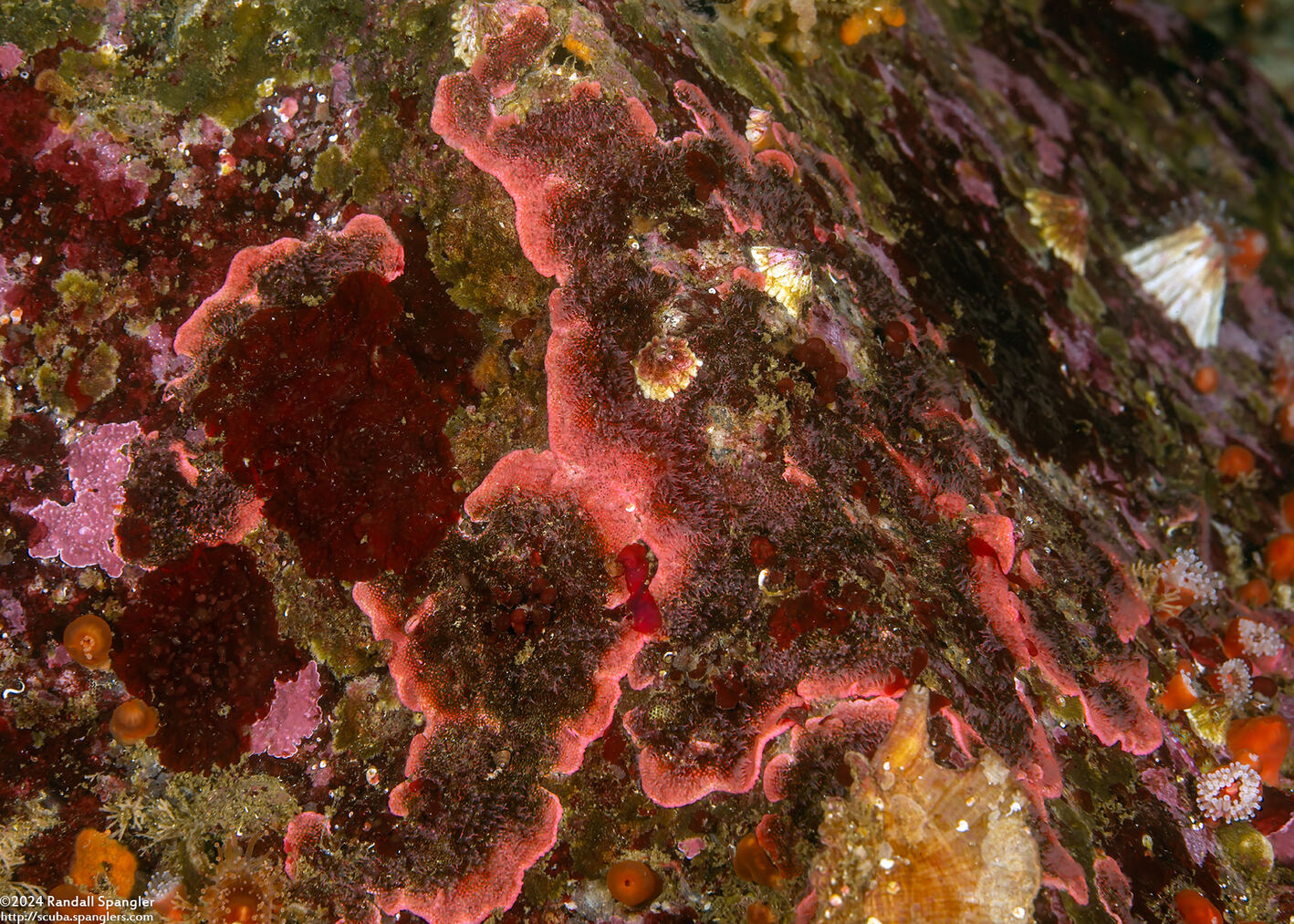 Integripelta bilabiata (Rosy Bryozoan)