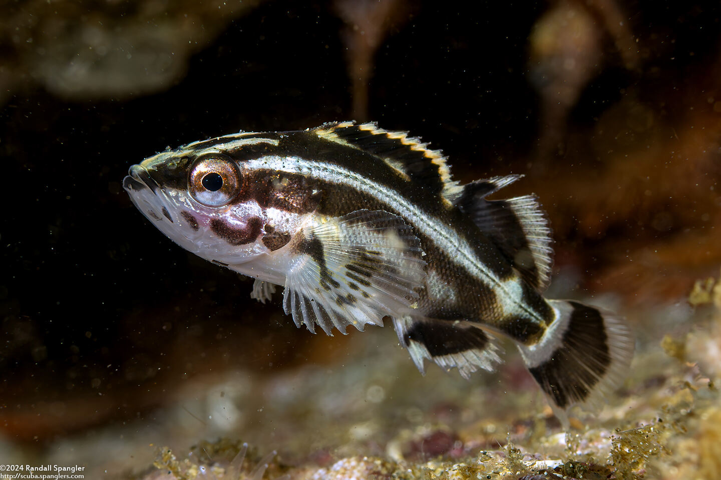 Sebastes ruberrimus (Yelloweye Rockfish)