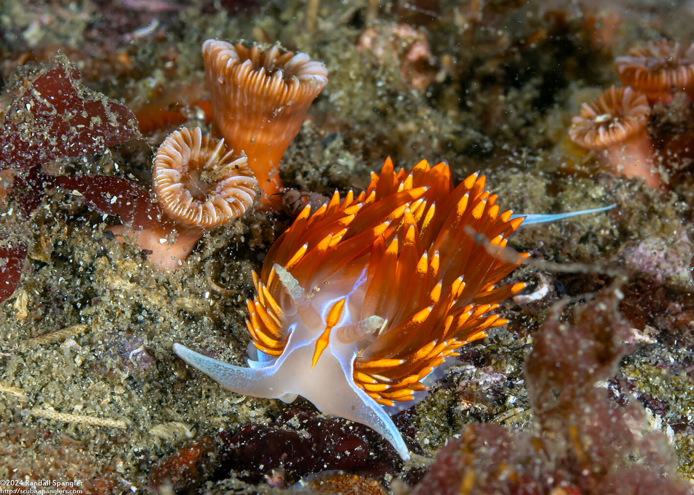 Hermissenda opalescens (Opalescent Nudibranch)